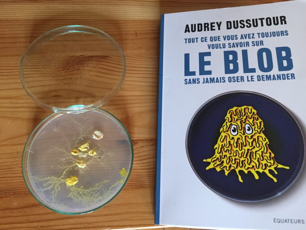 Apprivoisez un blob dans votre salon ! | Toysfab
